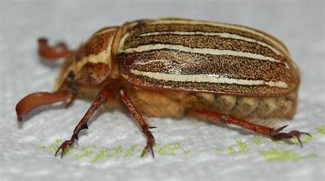 large striped beetle polyphylla decemlineata bugguidenet