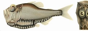 Afbeeldingsresultaten voor "argyropelecus affinis". Grootte: 285 x 100. Bron: fishillust.com