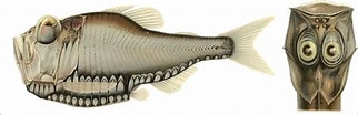 Image result for "argyropelecus affinis". Size: 322 x 104. Source: fishillust.com