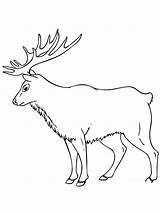 Elk sketch template