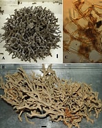 Afbeeldingsresultaten voor "clathria Coralloides". Grootte: 148 x 185. Bron: www.researchgate.net