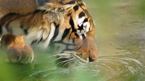 zeldzame tijger geelektrocuteerd door hek vroege vogels bnnvara