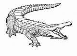 Crocodilo sketch template