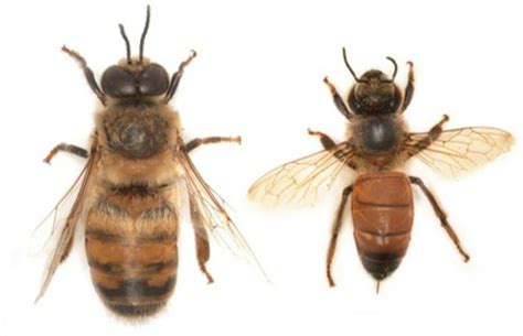European Honey Bee Apis Mellifera