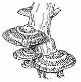 Mushroom Morel Drawing Clipartmag sketch template