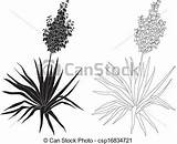 Yucca Clipart Clipground Plant Clip sketch template