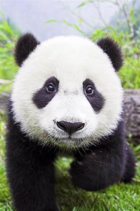 images  pandas  pinterest san diego  china  plush