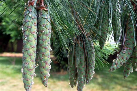 dried pine sap glue  homestead survival