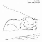 Bear Polar Cub Coloring Arctic Line Own Color sketch template