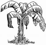 Pohon Pisang Hitam Mewarnai Kartun Sketsa Clipartmag Minion Buah sketch template