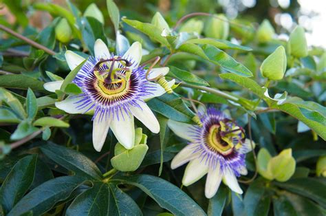 Propagating Passion Flower How To Propagate Passion Flowers