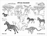 Animals Coloring Grassland African Pages Savannah Animal Draw Habitats Drawing Biome Africa Clipart Savanna Biomes Science Color Habitat South Safari sketch template