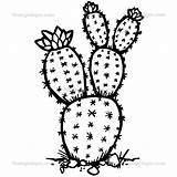 Cactus Pear Prickly Drawing Line Getdrawings sketch template