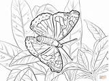 Admiral Red Coloring Butterfly Pages Printable Print Drawing sketch template