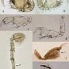 Afbeeldingsresultaten voor "perioculodes Longimanus". Grootte: 100 x 100. Bron: www.researchgate.net