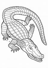Crocodile Caiman Crocodiles Snouted Broad sketch template