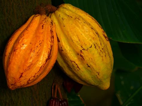 kakao foto bild pflanzen pilze flechten fruechte und beeren kakao bilder auf