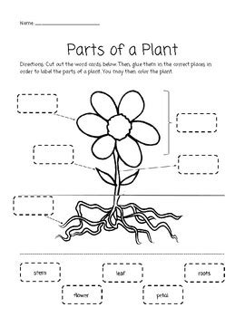 parts   plant activity sheet  kindergarten plant worksheets