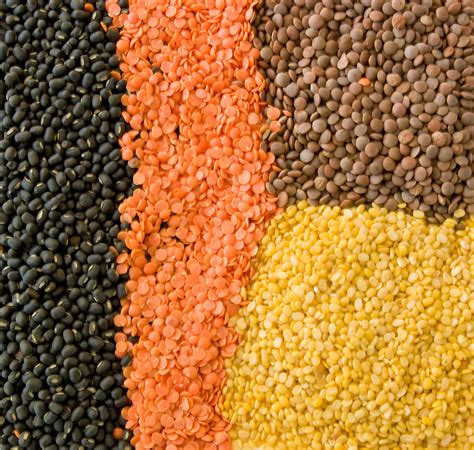lentils dry brown kg fd distributors orders