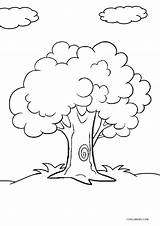 Tree Coloring Pages Printable Kids Cool2bkids Trees Drawing Colouring Cartoon Choose Adult Children Board sketch template