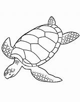 Turtle Sea Coloring Pages Drawing Leatherback Printable Turtles Line Print Green Color Realistic Loggerhead Baby Animals Hawksbill Clipart Swimming Cartoon sketch template
