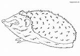 Igel Hedgehog Ausmalbild Colomio Malvorlage sketch template