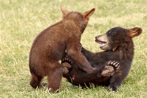 baby bears anne mckinnell photography
