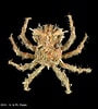 Afbeeldingsresultaten voor "criocarcinus Superciliosus". Grootte: 90 x 100. Bron: www.crustaceology.com