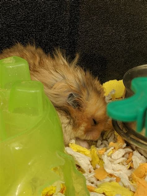 New Male Long Haired Syrian Hamster What Should His Name Be Not The