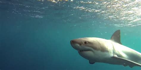 tag  great white shark video
