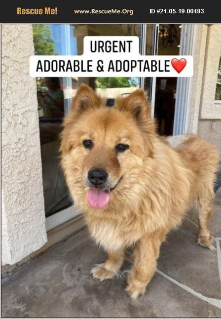 adopt 21051900483 ~ chow chow rescue ~ los angeles ca