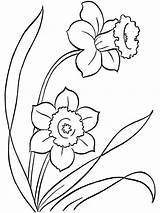 Pages Daffodil Coloring Printable sketch template