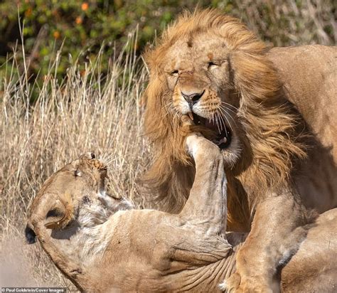 ideas  coloring female lion protecting male lion