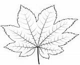 Maple Sugar Vine sketch template