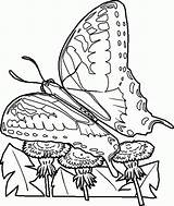 Coloring Pages Insects Bugs Insect Kleurplaten Butterfly Vlinders Sheets Colouring Zo Popular Rainforest Outlines Library Clipart Gif Coloringhome Adult sketch template