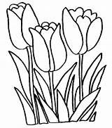 Tulip Outline Clipart Colouring Cliparts Library sketch template