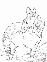 Okapi Kolorowanki Supercoloring Kolorowanka sketch template