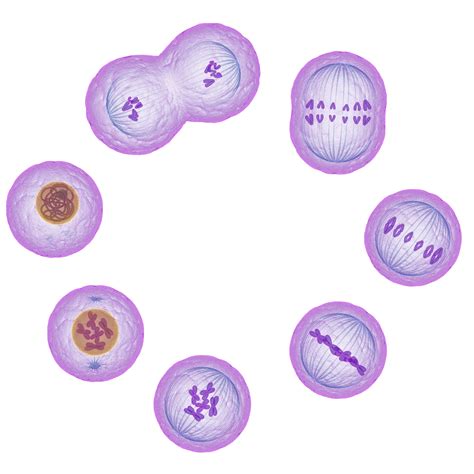 understand  stages  mitosis  cell division
