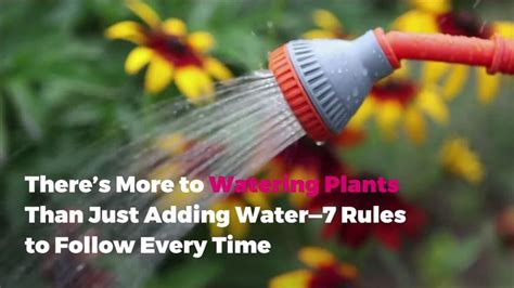 There S More To Watering Plants Than Just Adding Water 7 Rules To