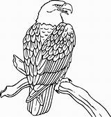 Eagle Coloring Harpy Getdrawings sketch template
