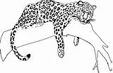 Jaguar Coloring Pages Animal Drawing Car Kids Tree Big Pencil Printable Drawings Five Super Adult African Color Jaguars Getdrawings Print sketch template