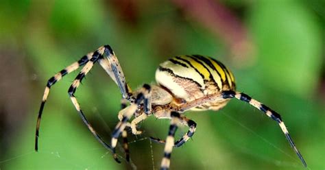 Male Spiders Have Safer Sex With Siblings Wired