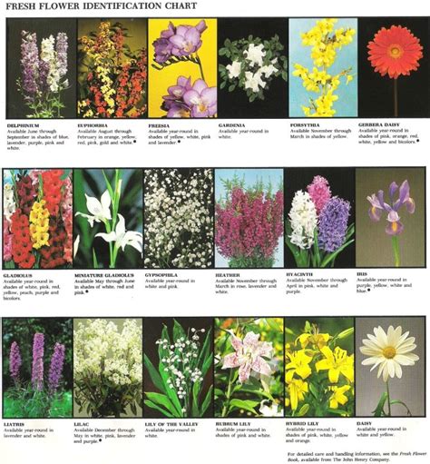 petrine mikaelsen   identify flowers  google