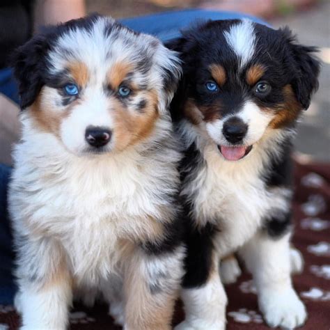 Instagram Photo By Harlee • Jun 3 2016 At 12 09am Utc Aussie Puppies