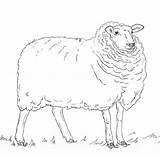 Schaf Sheep Coloring Schafe Owca Kleurplaat Domba Gambar Oveja Ausdrucken Dibujos Schaap Kostenlos Malvorlagen Ausmalbild Kolorowanka Mewarnai Ovelha Shaun Schapen sketch template