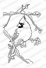 Branch Cardinal Rubber Obsession Impression Bird Stamp Cling Gail Mounted Snowy Green Burning Wood Holly Christmas Outline Drawing Unmounted sketch template