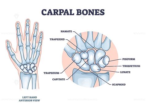 carpal bones  hand palm skeletal structure  anatomy outline