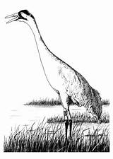 Coloring Crane Edupics sketch template