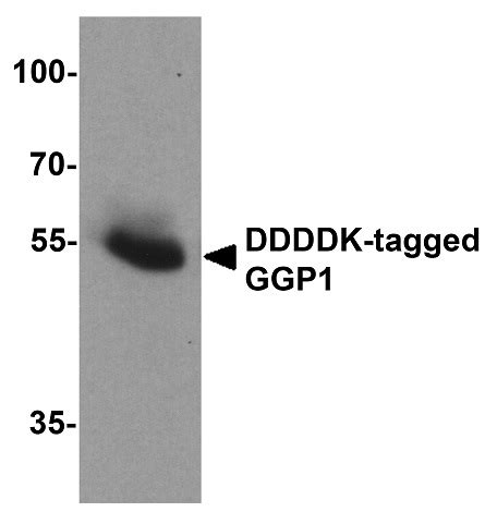 anti ddddk tag antibody arg arigo biolaboratories