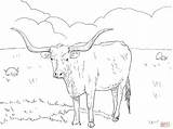 Coloring Longhorn Texas Pages Popular sketch template